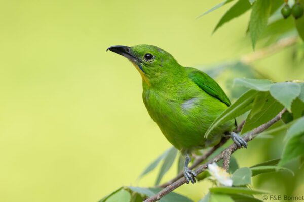 Greater Green Leafbird ♀ - Thailand - Krung Ching - 2026
