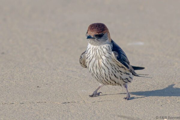 Greater Striped Swallow - South Africa - De Hoop - 2022