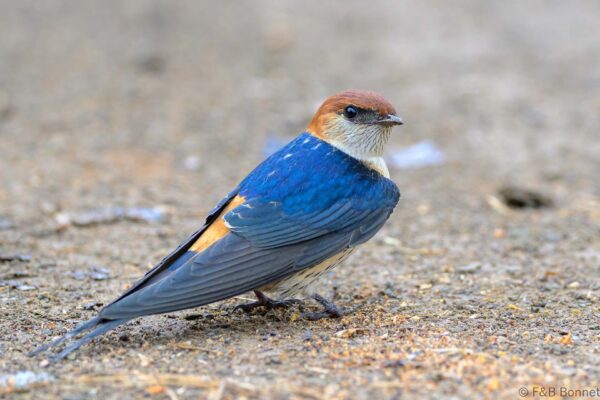 Greater Striped Swallow - South Africa - Khoisan Karoo Conservancy - 2025
