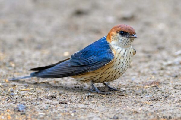 Greater Striped Swallow - South Africa - Khoisan Karoo Conservancy - 2025