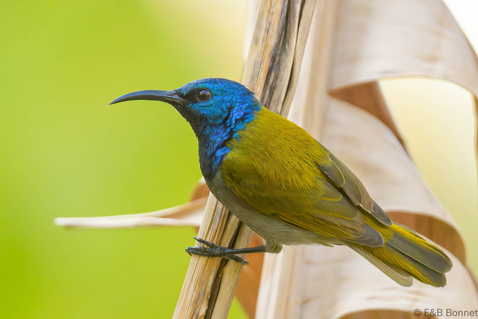 Souimanga à tête verte - Senegal - Kafountine - 2023