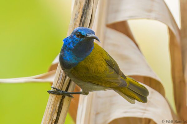 Souimanga à tête verte - Sénégal - Kafountine - 2023