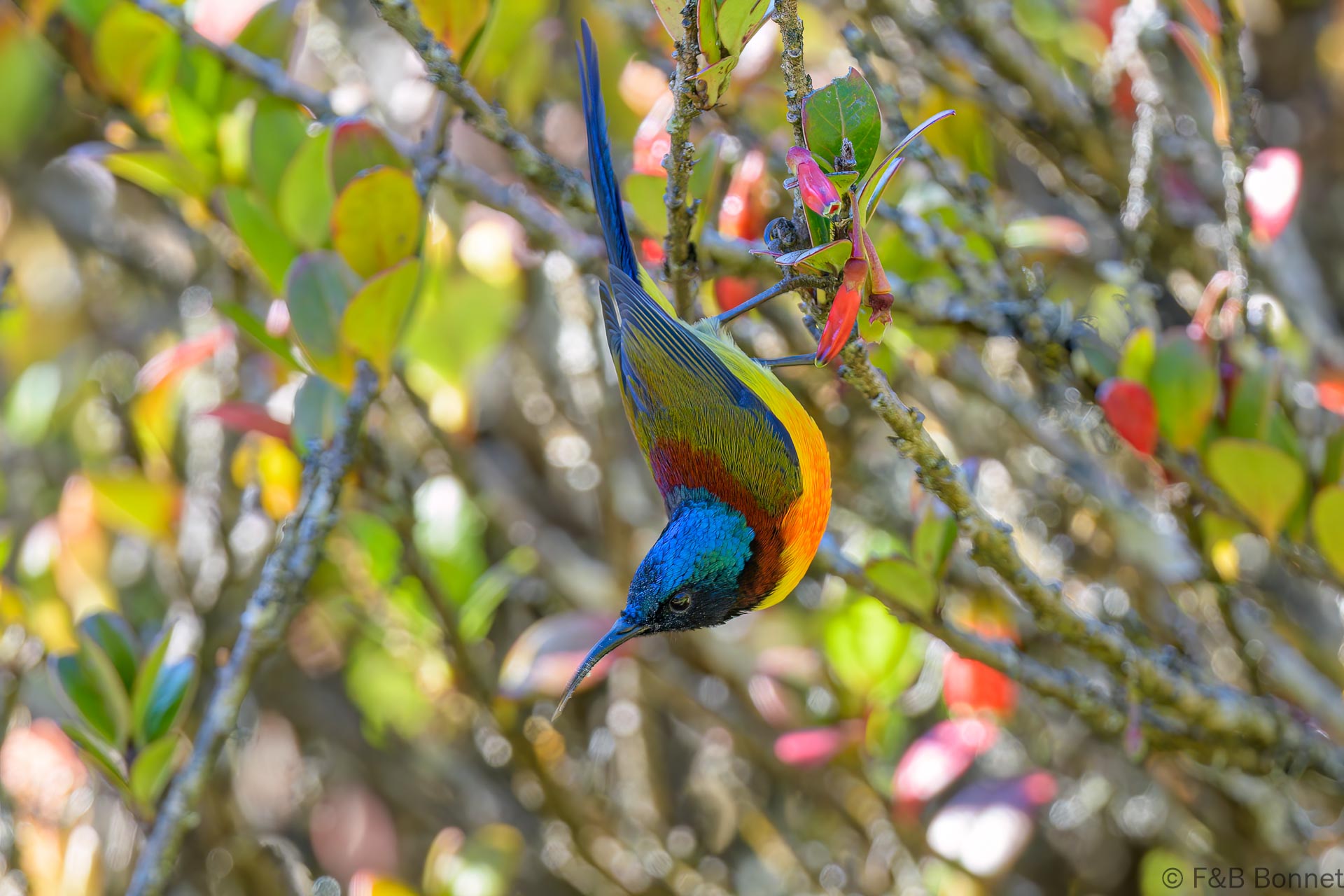 Green-tailed Sunbird - Thailand - Doi Inthanon - 2024