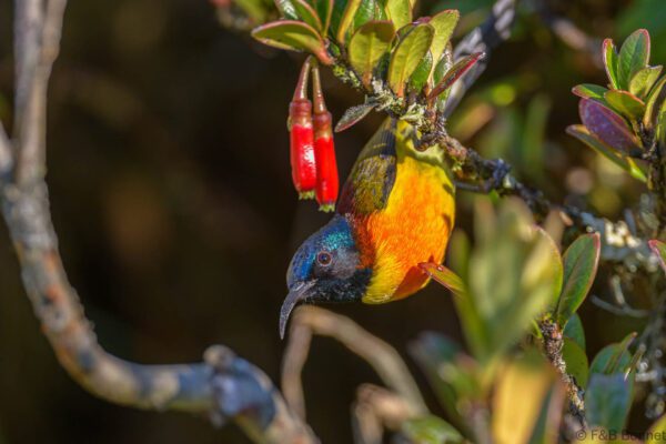 Green-tailed Sunbird - Thailand - Doi Inthanon - 2024