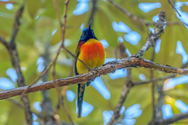 Green-tailed Sunbird - Thailand - Doi Inthanon - 2024