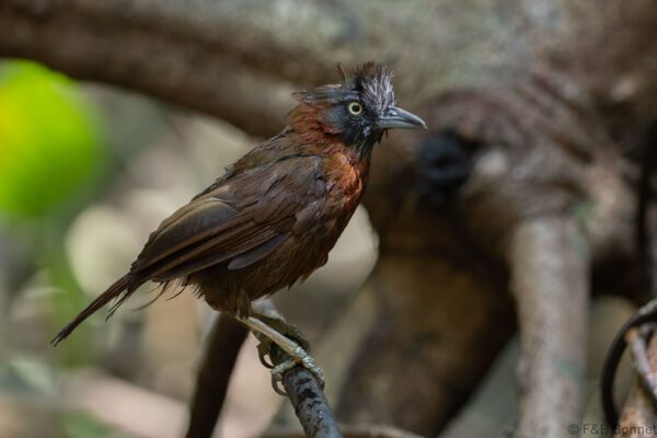 Grey-headed Babbler - Thailand - Krung Ching - 2026
