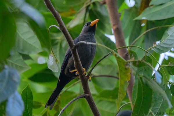 Grosbeak Starling - Indonesia - Tangkoko - 2024