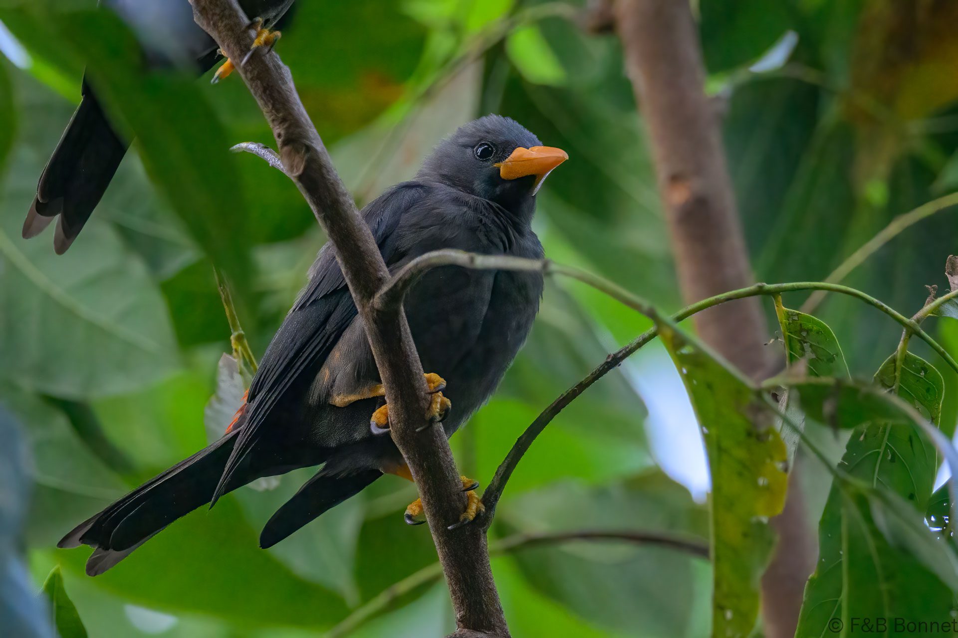 Grosbeak Starling - Indonesia - Tangkoko - 2024