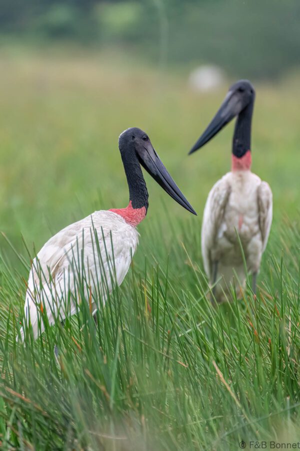 Jabirú americano - Costa Rica - Los Chiles - 2021