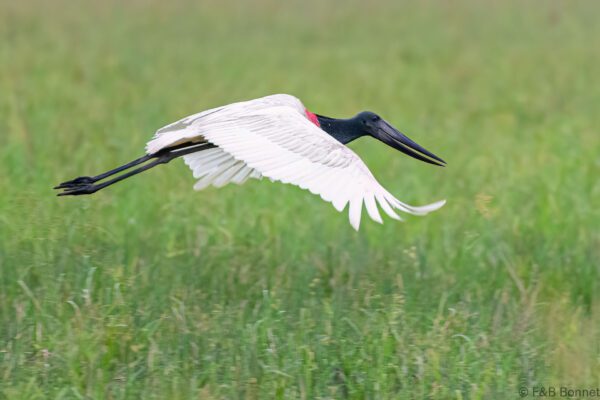 Jabirú americano - Costa Rica - Los Chiles - 2021