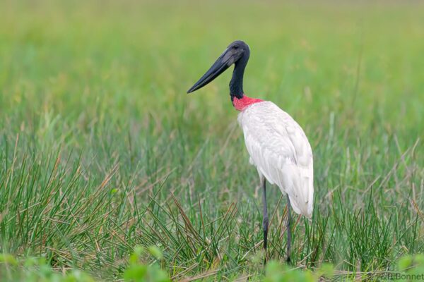 Jabirú americano - Costa Rica - Los Chiles - 2021