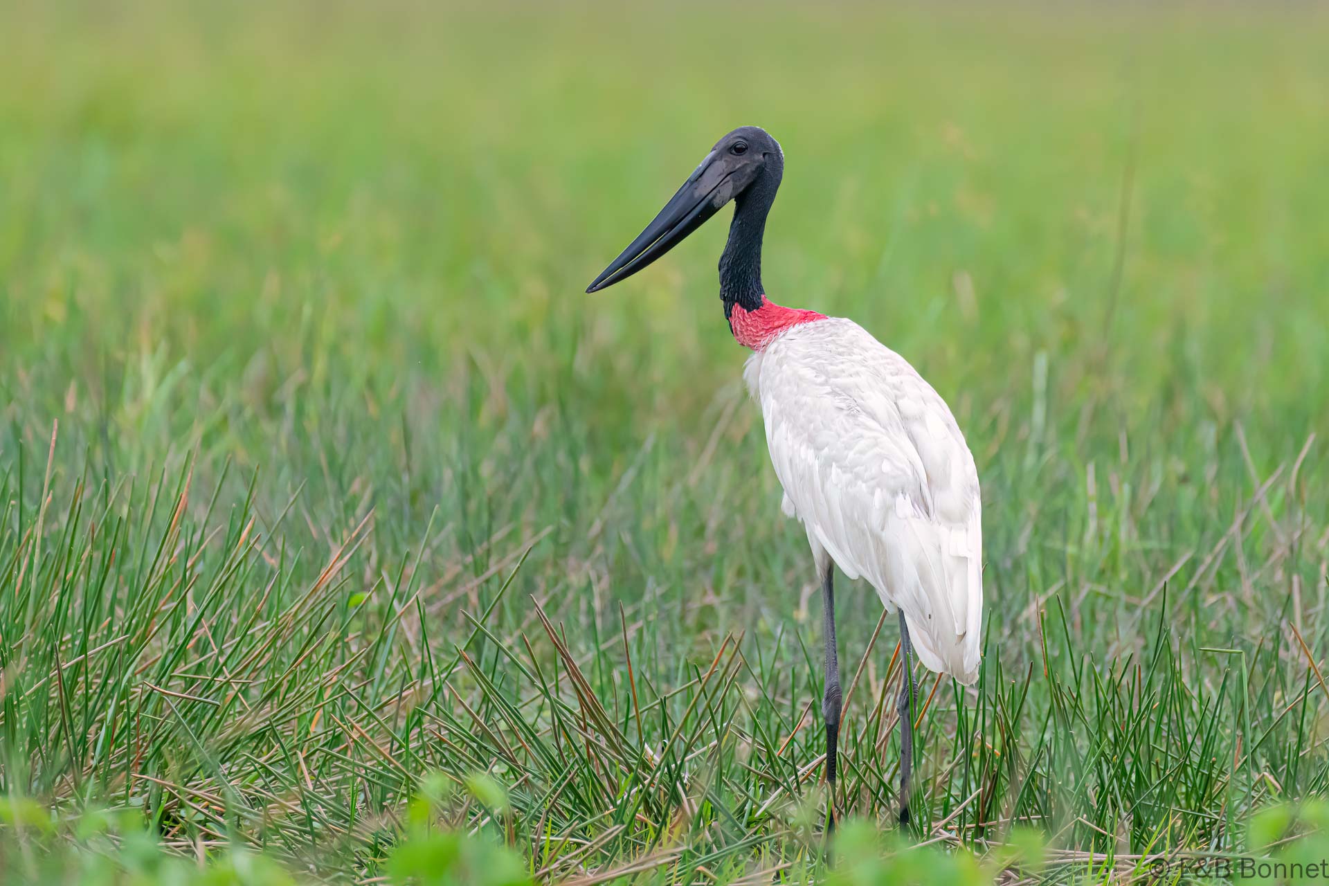 Jabirú americano - Costa Rica - Los Chiles - 2021