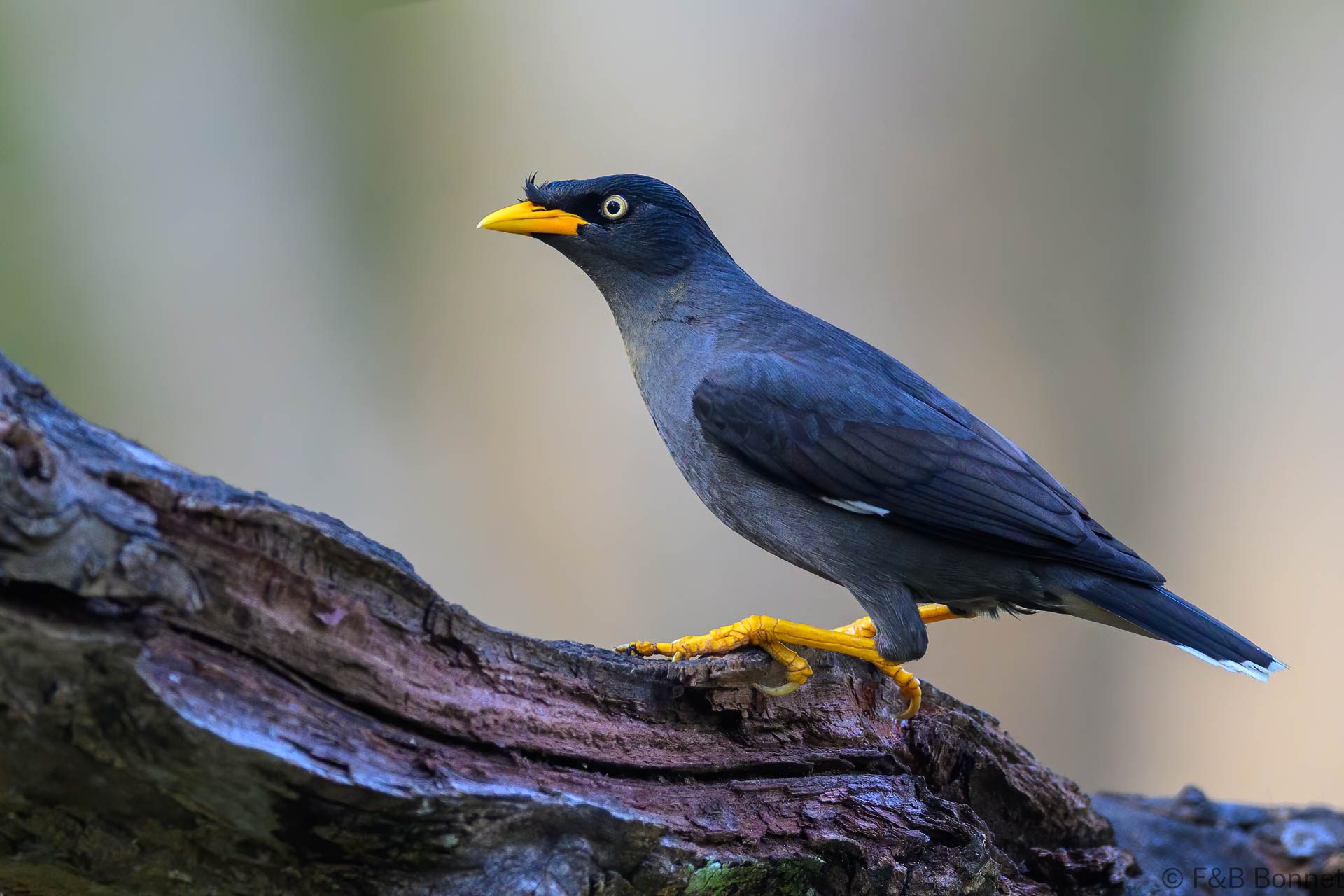 Javan Myna - Indonesia - Bali - 2025