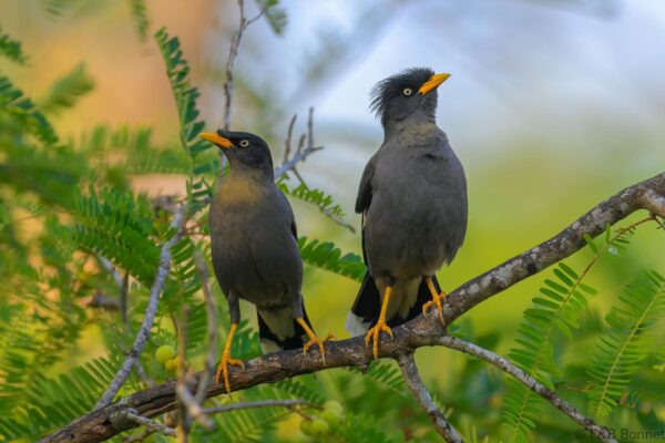 Javan Myna - Indonesia - Bali - 2025