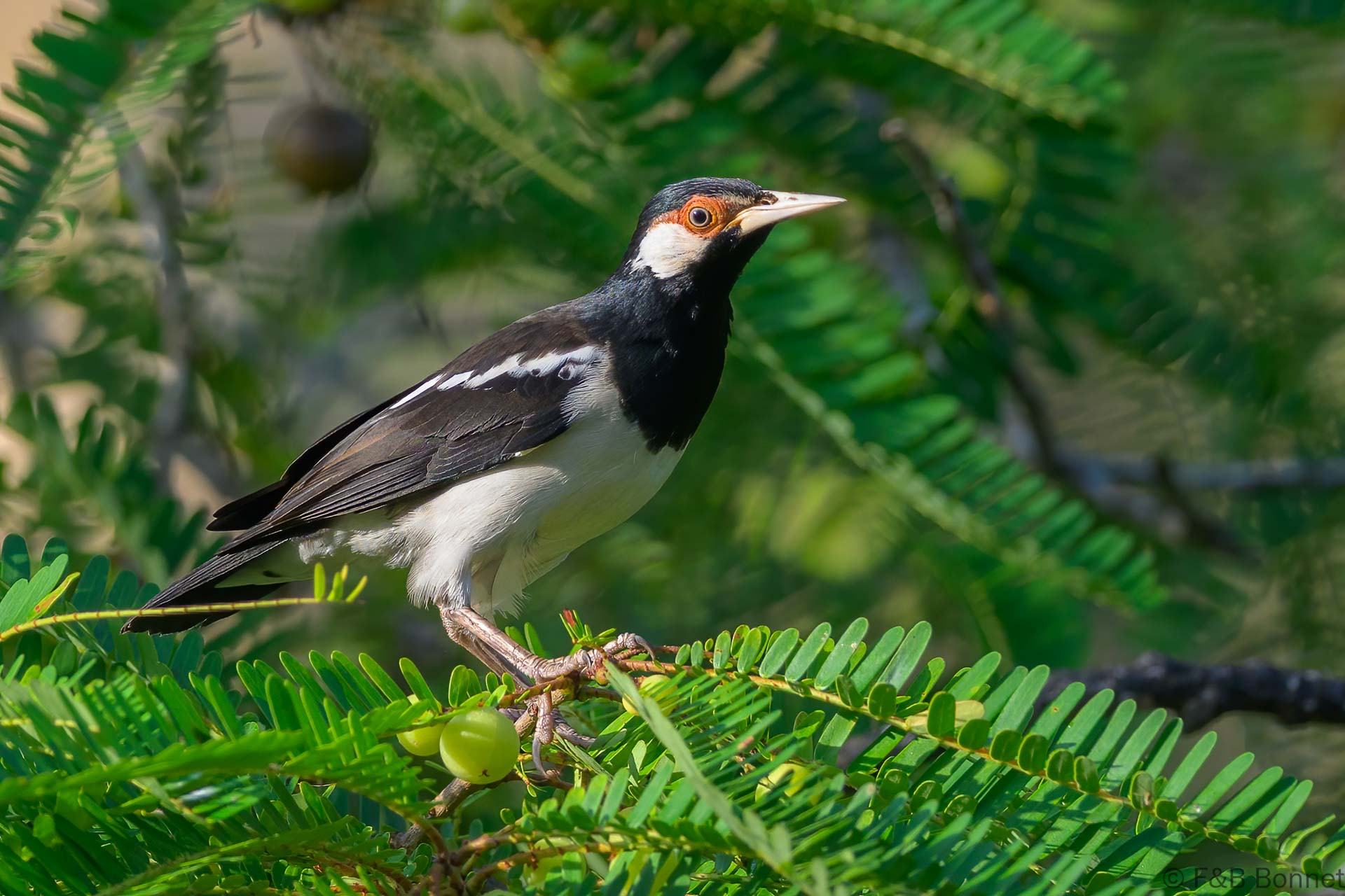 Javan Pied Myna - Indonesia - Bali - 2025