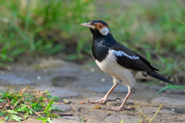 Javan Pied Myna - Indonesia - Bali - 2025