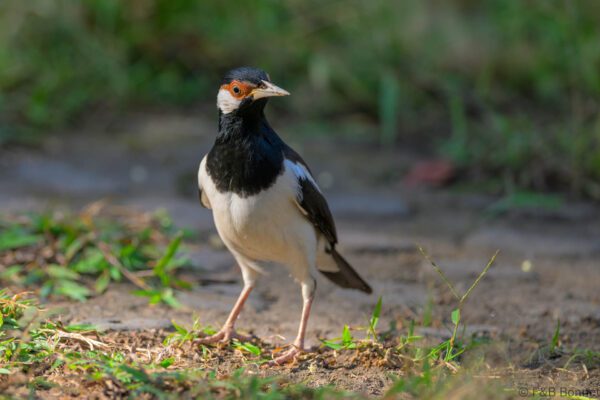 Javan Pied Myna - Indonesia - Bali - 2025