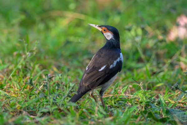 Javan Pied Myna - Indonesia - Bali - 2025