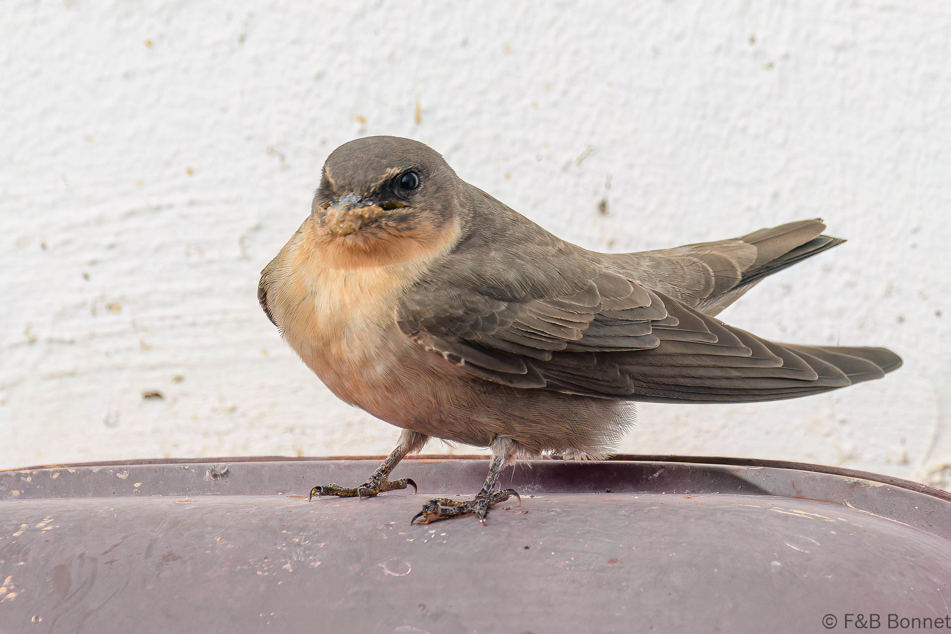 Large Rock Martin - South Africa - De Hoop - 2022