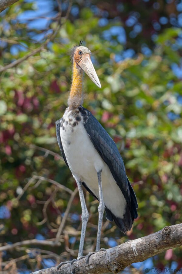 Lesser Adjutant - Thailand - Bang Phra - 2023