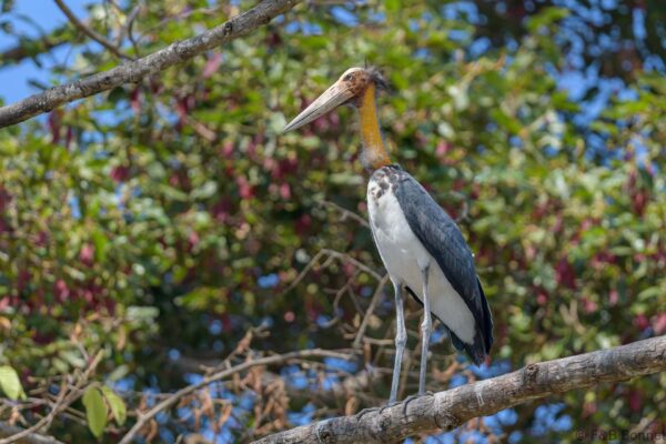 Lesser Adjutant - Thailand - Bang Phra - 2023