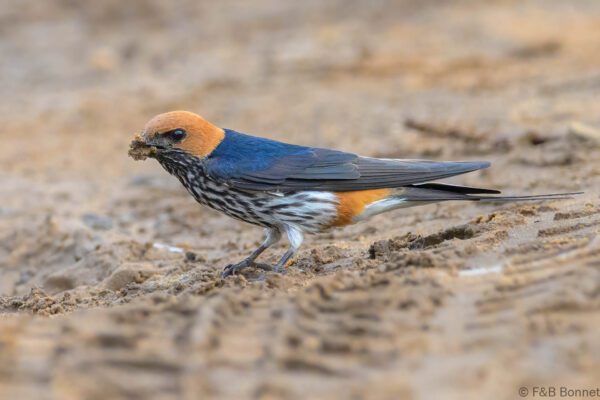 Lesser Striped Swallow - South Africa - Santa Lucia - 2025