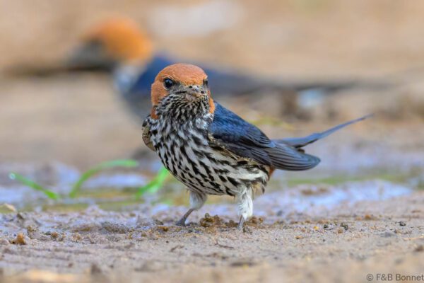 Lesser Striped Swallow - South Africa - Santa Lucia - 2025