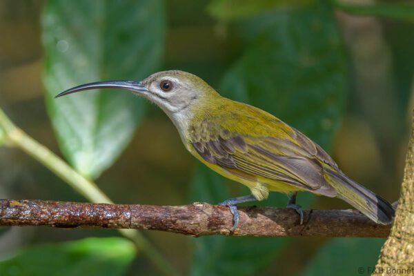 Little Spiderhunter - Thailand - Si Phang Nga - 2023