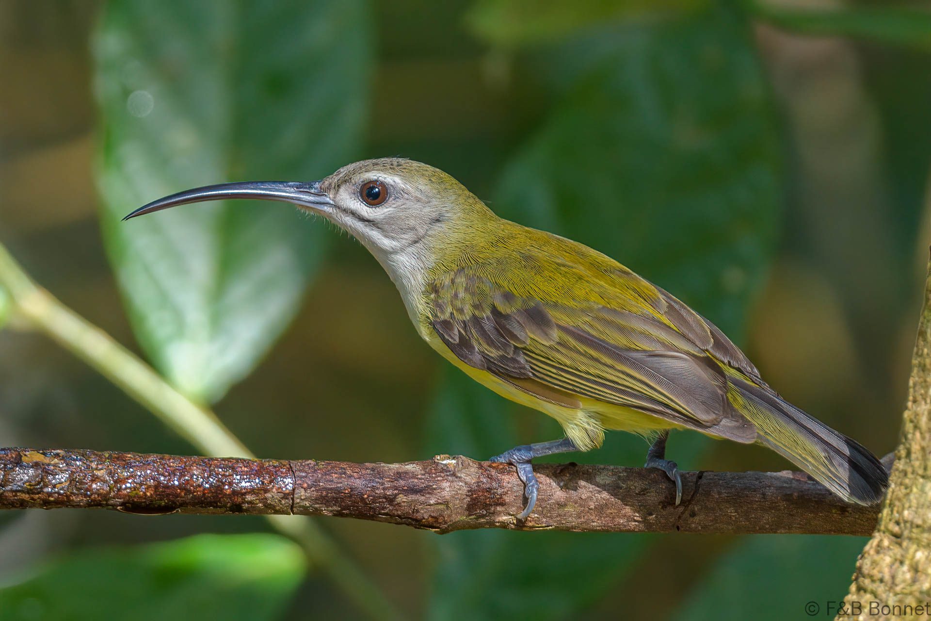 Little Spiderhunter - Thailand - Si Phang Nga - 2023