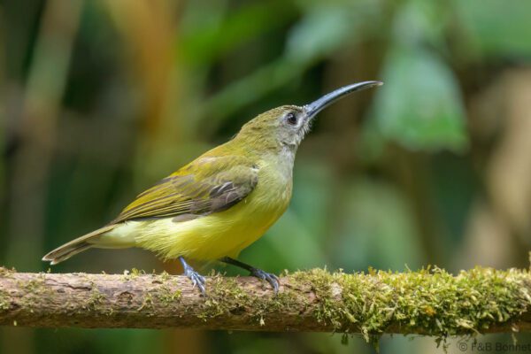 Little Spiderhunter - Thailand - Doi Inthanon - 2024