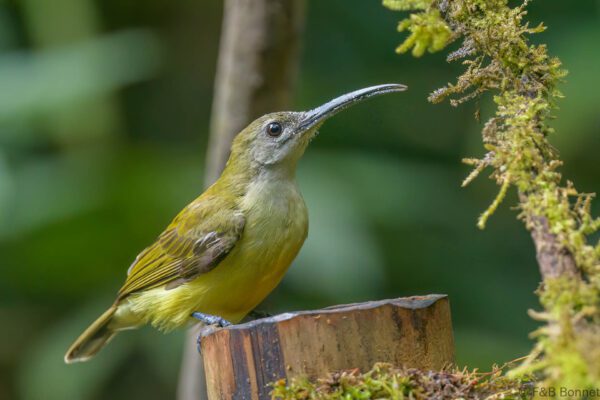 Little Spiderhunter - Thailand - Doi Inthanon - 2024