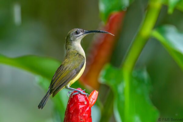 Little Spiderhunter - Thailand - Hala-Bala - 2024