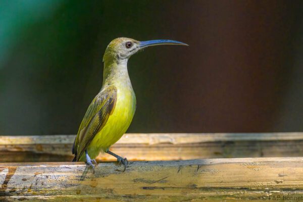 Little Spiderhunter - Thailand - Chiang Rai - 2026