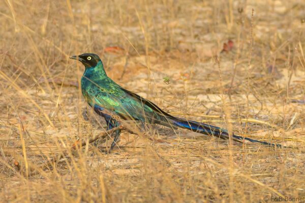Choucador à longue queue - Sénégal - Elinkine - 2023