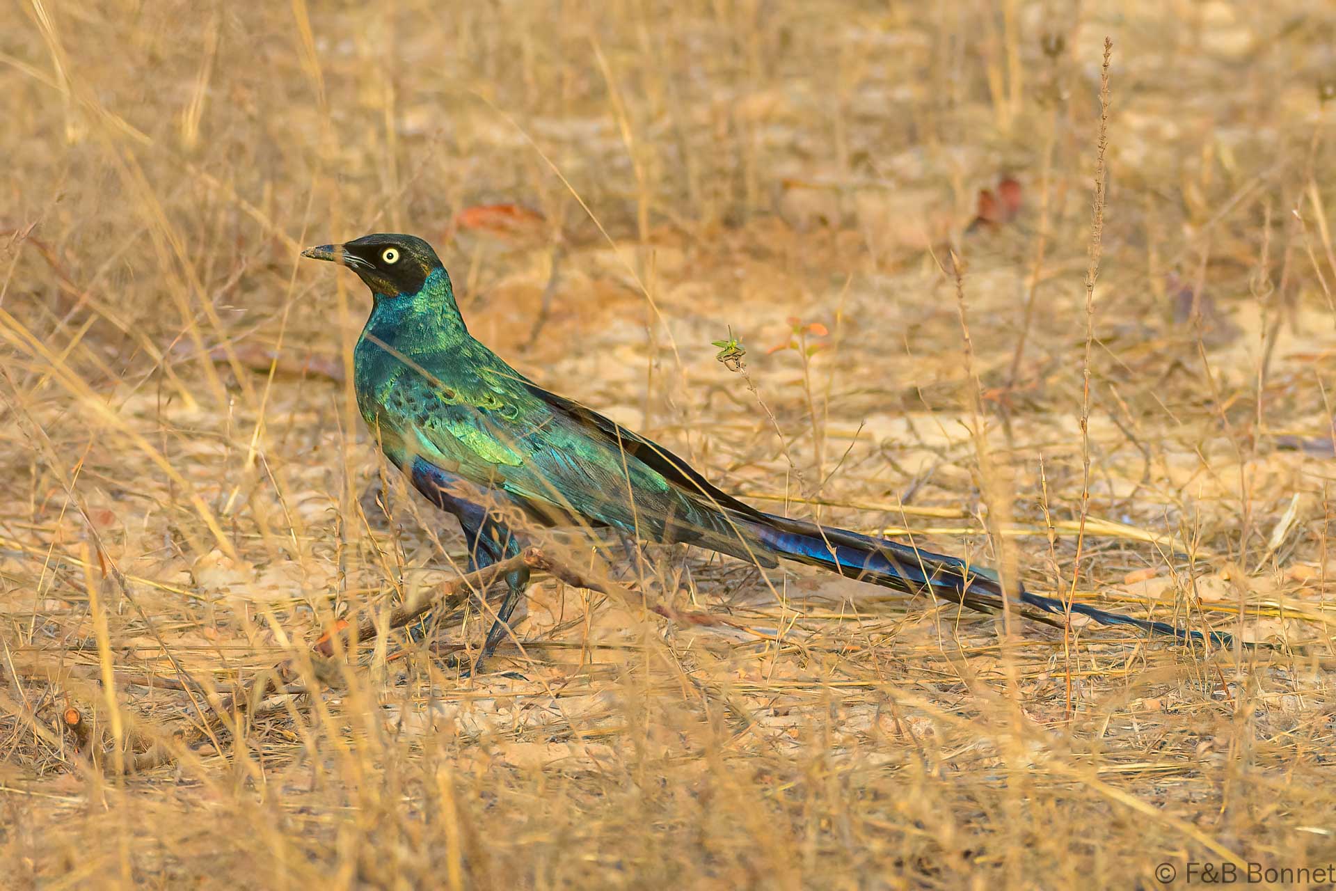 Choucador à longue queue - Sénégal - Elinkine - 2023