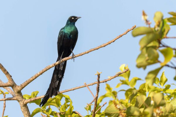 Choucador à longue queue - Sénégal - Elinkine - 2023