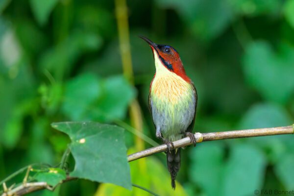 Lovely Sunbird - Philippines - Palawan - 2025