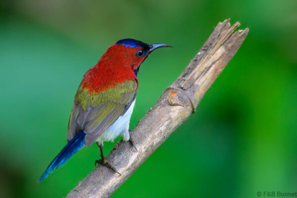 Lovely Sunbird - Philippines - Palawan - 2025