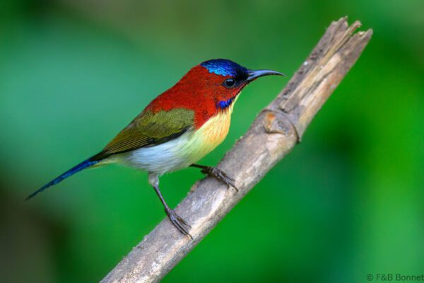 Lovely Sunbird - Philippines - Palawan - 2025