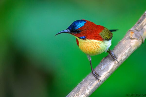 Lovely Sunbird - Philippines - Palawan - 2025