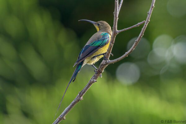 Malachite Sunbird ♂ - South Africa - Brenton-on-sea - 2022