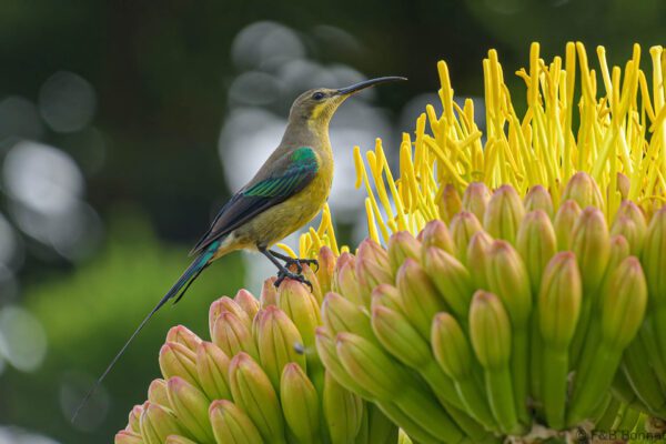 Malachite Sunbird ♂ - South Africa - Brenton-on-sea - 2022