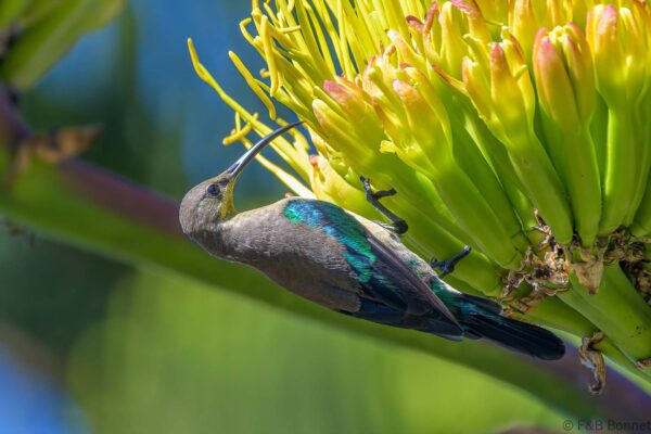 Malachite Sunbird ♂ - South Africa - Brenton-on-sea - 2022