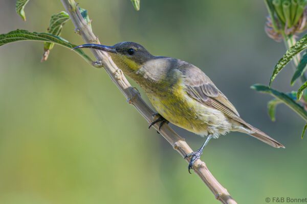 Malachite Sunbird ♀ - South Africa - Betty's Bay - 2022