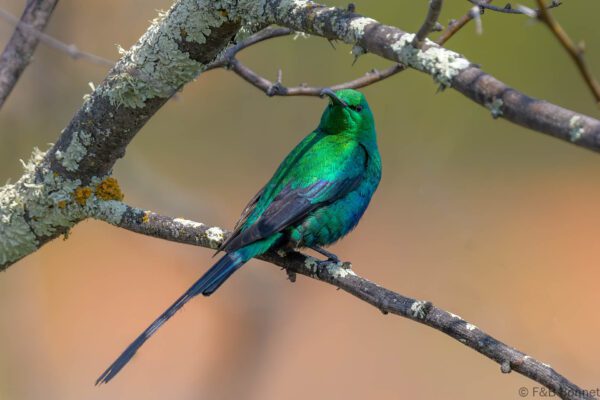 Malachite Sunbird ♂ - South Africa - Namaqua NP - 2024