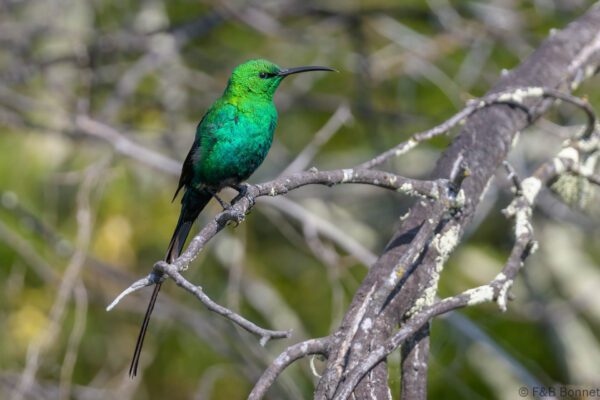 Malachite Sunbird ♂ - South Africa - Namaqua NP - 2024