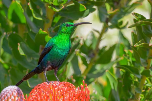 Malachite Sunbird ♂ - South Africa - Cape Town - 2025