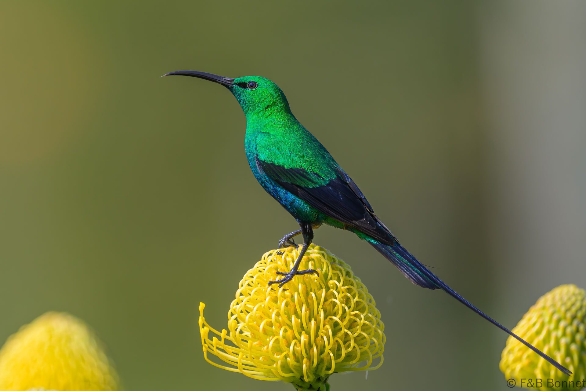 Malachite Sunbird ♂ - South Africa - Cape Town - 2025