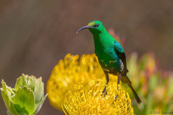 Malachite Sunbird ♂ - South Africa - Cape Town - 2025