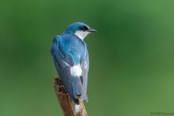 Golondrina de manglar - Costa Rica - Caño Negro - 2021